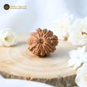11 Mukhi Nepali Rudraksha