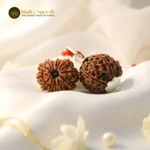 12 Mukhi Rudraksha