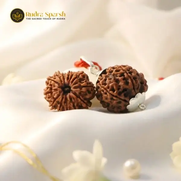 12 Mukhi Rudraksha