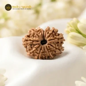 12 Mukhi Rudraksha(Nepali) - Small Size with X-ray Report