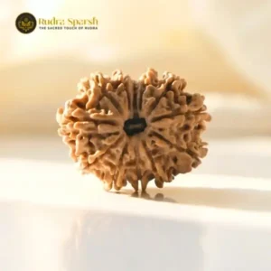 12 mukhi Nepali rudraksha
