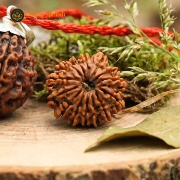 14 Mukhi Rudraksha (Nepali) Small – 21–23 mm | X-Ray Certified