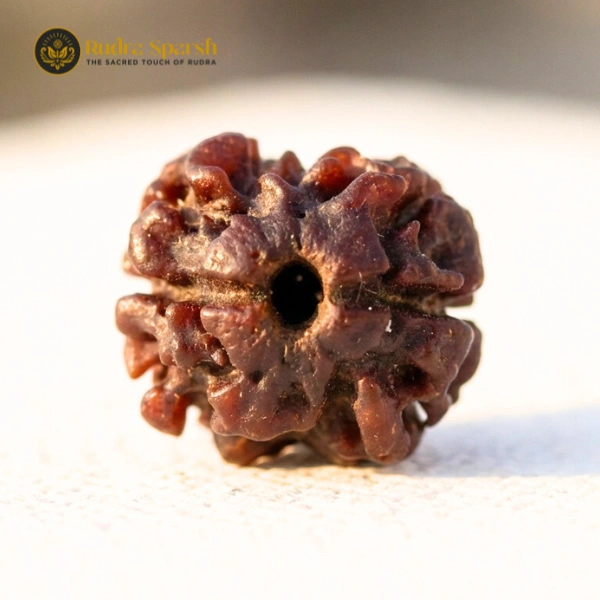 large size 2 mukhi nepali rudraksha