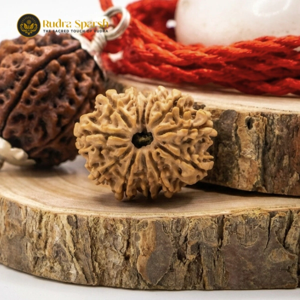 12 Mukhi Rudraksha(Nepali) Premium with X-ray Report