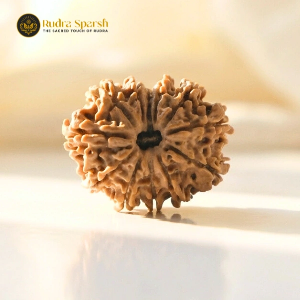 12 Mukhi Rudraksha(Nepali) - Medium Size with X-ray Report