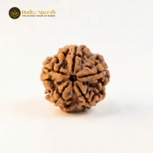 small size 5 mukhi nepali rudraksha