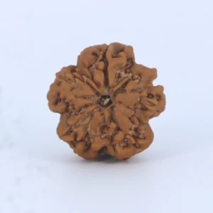 1- Mukhi Rudraksha (Nepali)- Underdeveloped