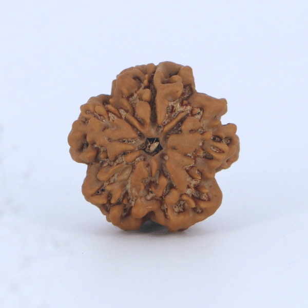1- Mukhi Rudraksha (Nepali)- Underdeveloped