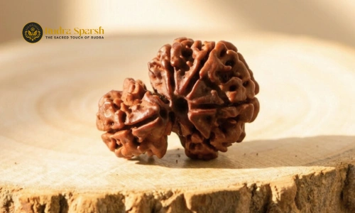 original 1 Mukhi Rudraksha