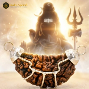 1 Mukhi rudraksha indian