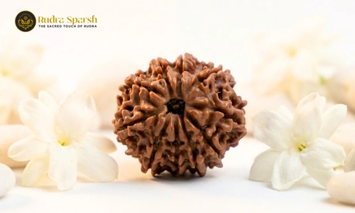 10 Mukhi Rudraksha