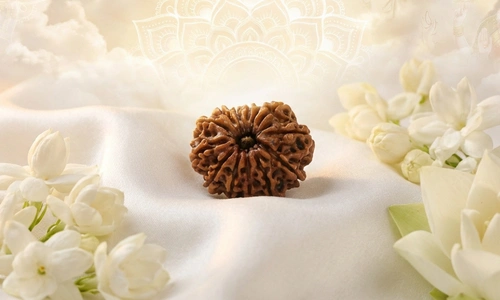 13 Mukhi RUDRAKSHA