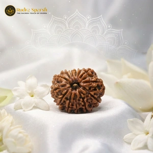 Original 13 Mukhi RUDRAKSHA