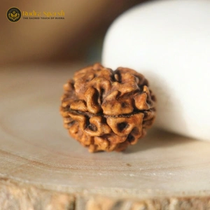 2 Mukhi Nepali Rudraksha