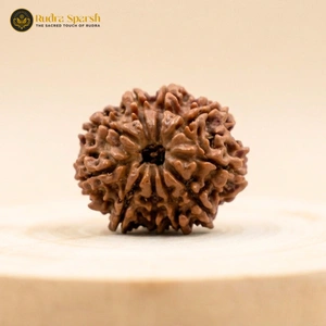 Buy 10 Mukhi Rudraksha