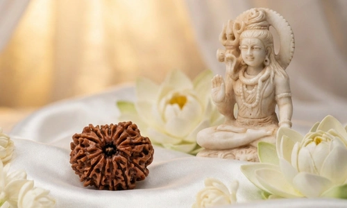 Buy 13 Mukhi RUDRAKSHA