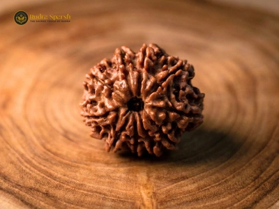 Original 10 Mukhi Rudraksha