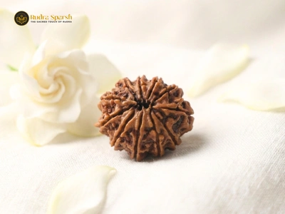 original 11 Mukhi Rudraksha