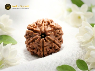 Buy 6 Mukhi Rudraksha