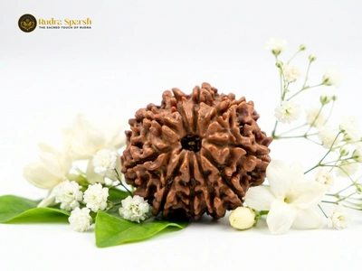 Nepali 10 Mukhi Rudraksha