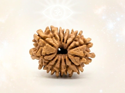 14 Mukhi RUDRAKSHA