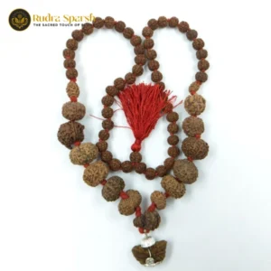 1 to 14 Mukhi Rudraksha