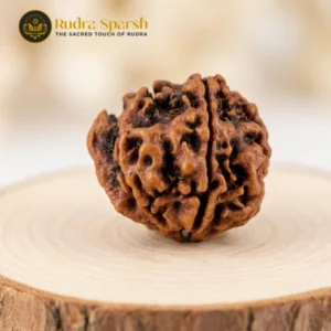 Buy Gansesh Rudraksha