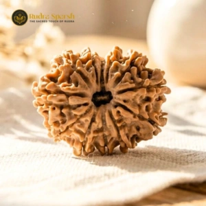 Rudraksha