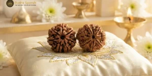 7 mukhi vs 8 mukhi rudraksha