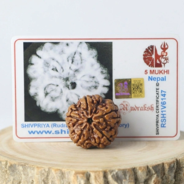 How to Identify Original Rudraksha