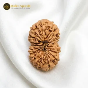 16 mukhi rudraksha