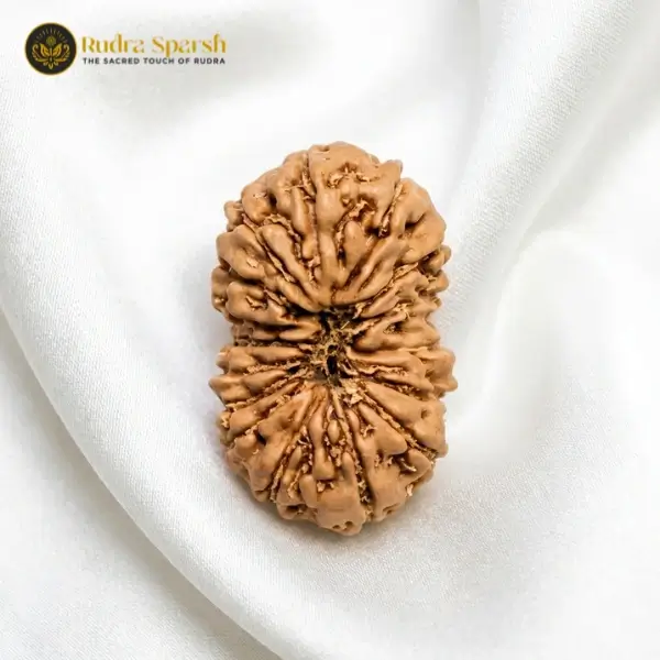 16 Mukhi Indonesian Rudraksha | Collector size