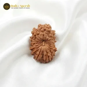 15 mukhi rudraksha