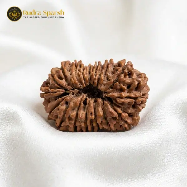 16 Mukhi Nepali Rudraksha | Regular Size - Image 2