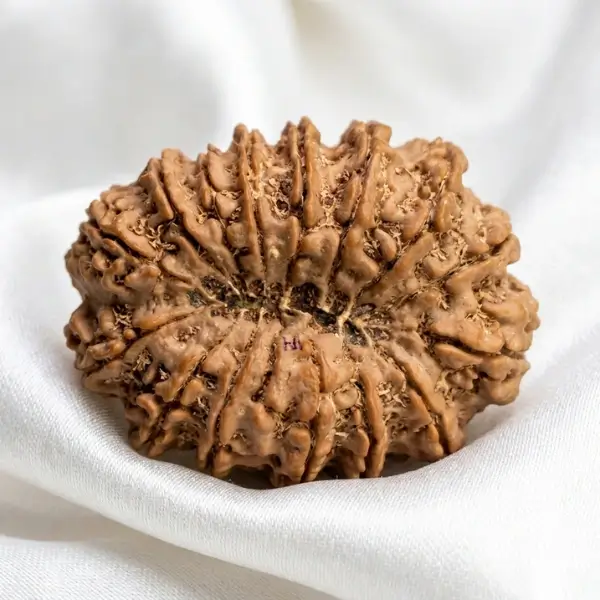 15 Mukhi Nepali Rudraksha (30–32 mm) Collector Bead | Certified - Image 3