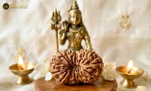 15 mukhi rudraksha nepali