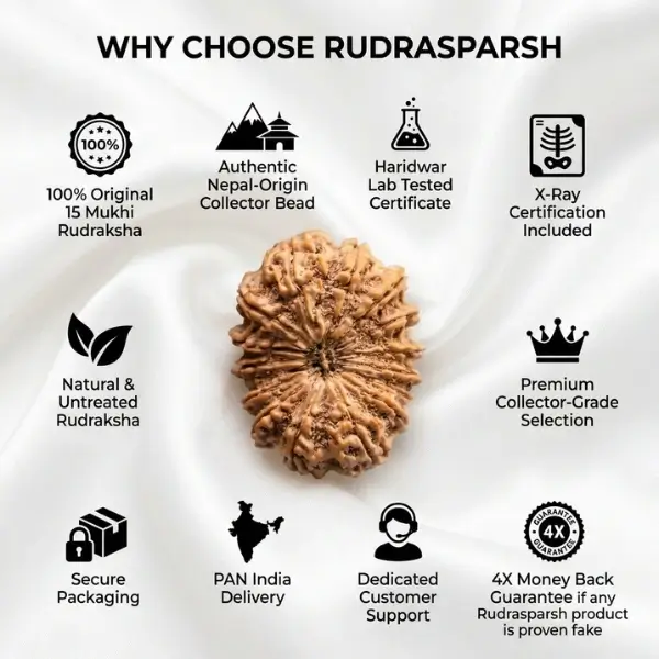 15 Mukhi Nepali Rudraksha (30–32 mm) Collector Bead | Certified - Image 6