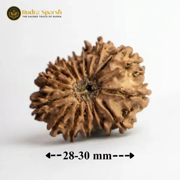 15 Mukhi Nepali Rudraksha (28–30 mm) | Original & Certified - Image 2