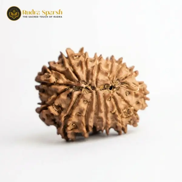 15 Mukhi Nepali Rudraksha (28–30 mm) | Original & Certified - Image 3