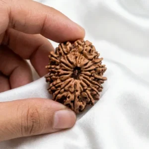 15 mukhi rudraksha