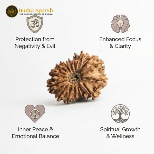 15 Mukhi Nepali Rudraksha (28–30 mm) | Original & Certified - Image 4