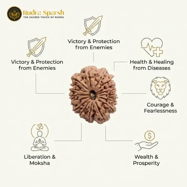 16 Mukhi Nepali Rudraksha (30–32 mm) – Collector Bead - Image 4
