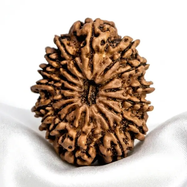 15 Mukhi Nepali Rudraksha (Regular Size) | Original & Certified - Image 5