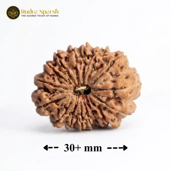 16 Mukhi Nepali Rudraksha (30–32 mm) – Collector Bead - Image 2