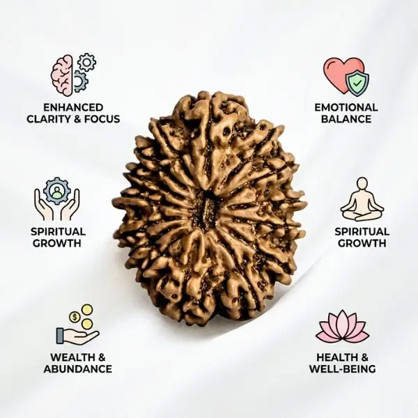 15 Mukhi Nepali Rudraksha (30–32 mm) Collector Bead | Certified - Image 4