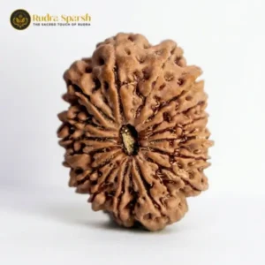 16 Mukhi Nepali Rudraksha (30–32 mm) – Collector Bead
