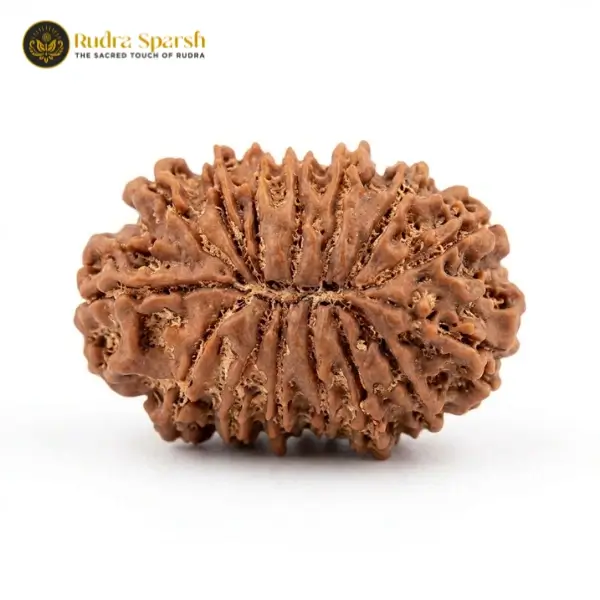 15 Mukhi Indonesian Rudraksha (21–23 mm) Collector Size - Image 2