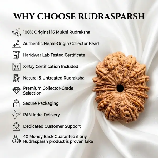 15 Mukhi Nepali Rudraksha (28–30 mm) | Original & Certified - Image 6