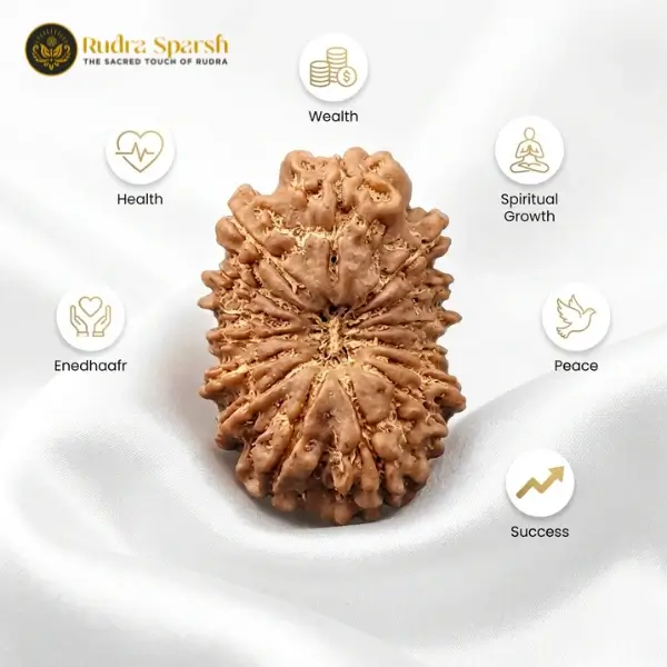 15 Mukhi Indonesian Rudraksha (21–23 mm) Collector Size - Image 3