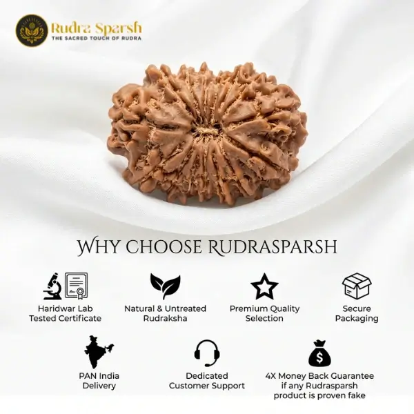 15 Mukhi Indonesian Rudraksha (21–23 mm) Collector Size - Image 4